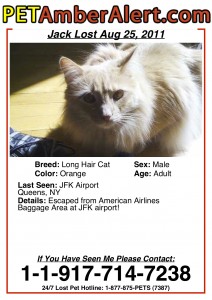 lost cat