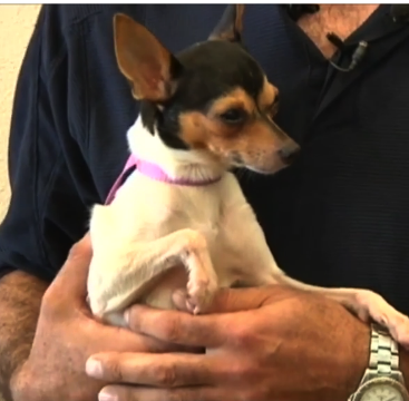 Nika, a toy fox terrier, vanished from owner's front yard in NY 2 years ago