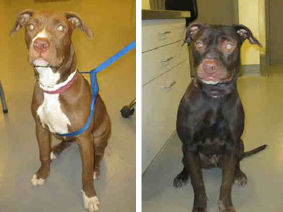 A shot before and after Coco the pit bull was rescued