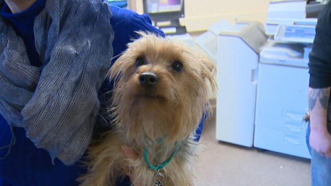 This Yorkshire terrier named Nicholas was found in Howard Feb. 6. Somehow he arrived in Wisconsin from Arizona